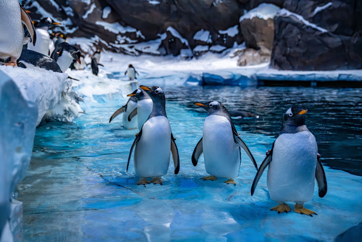 SeaWorld Abu Dhabi | سي وورلد جزيرة ياس، أبوظ photo 5