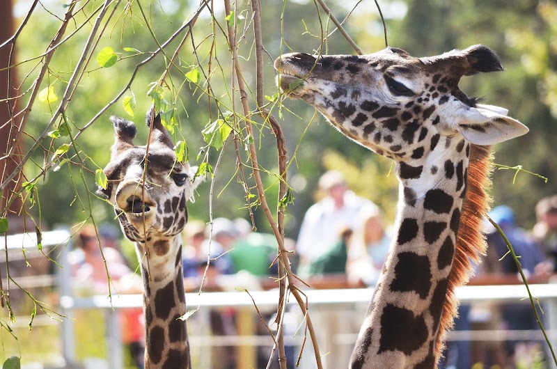Photo of Seneca Park Zoo in New York