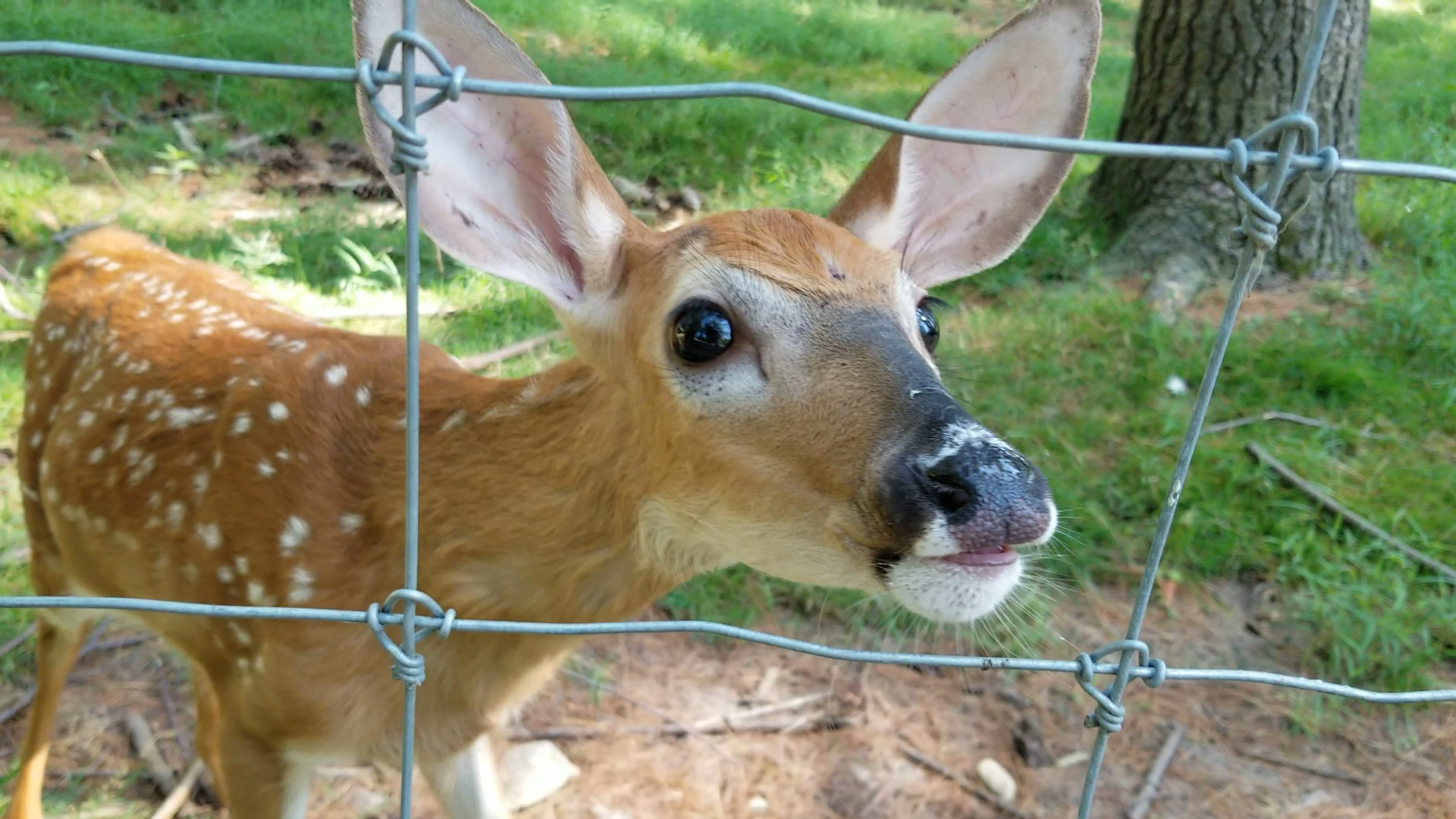 Shalom Wildlife Sanctuary LLC photo 2