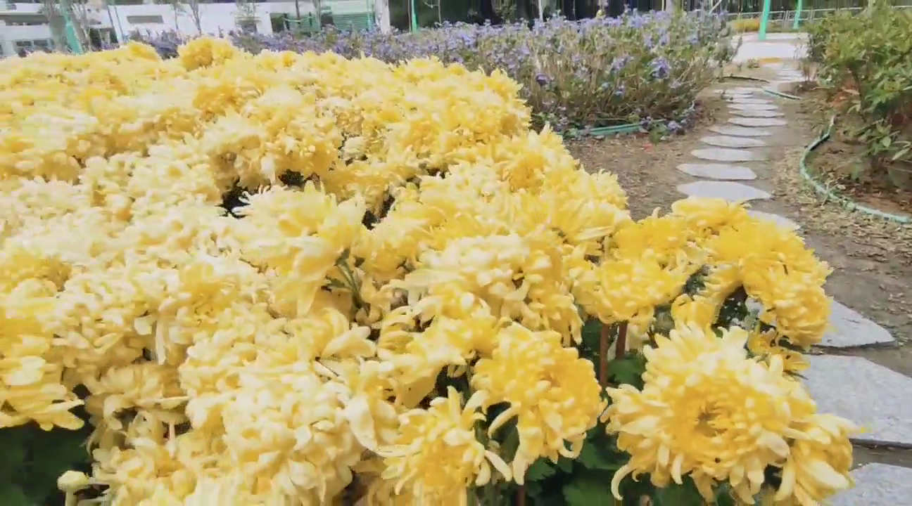 Sham Shui Po Park photo 3