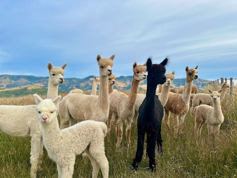 Shamarra Alpacas