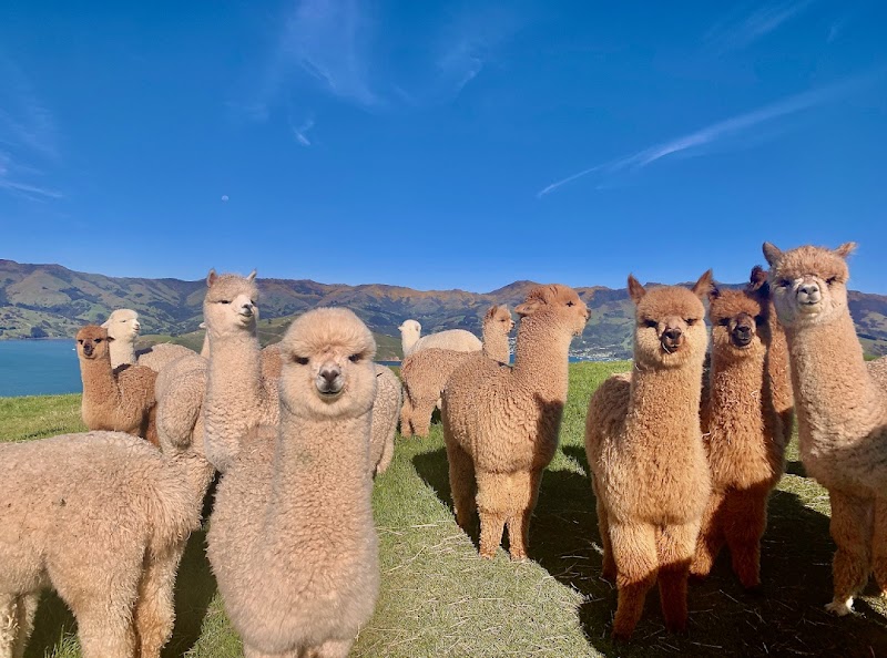 Shamarra Alpacas photo 2