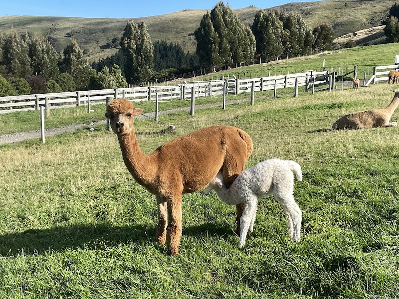 Shamarra Alpacas photo 3