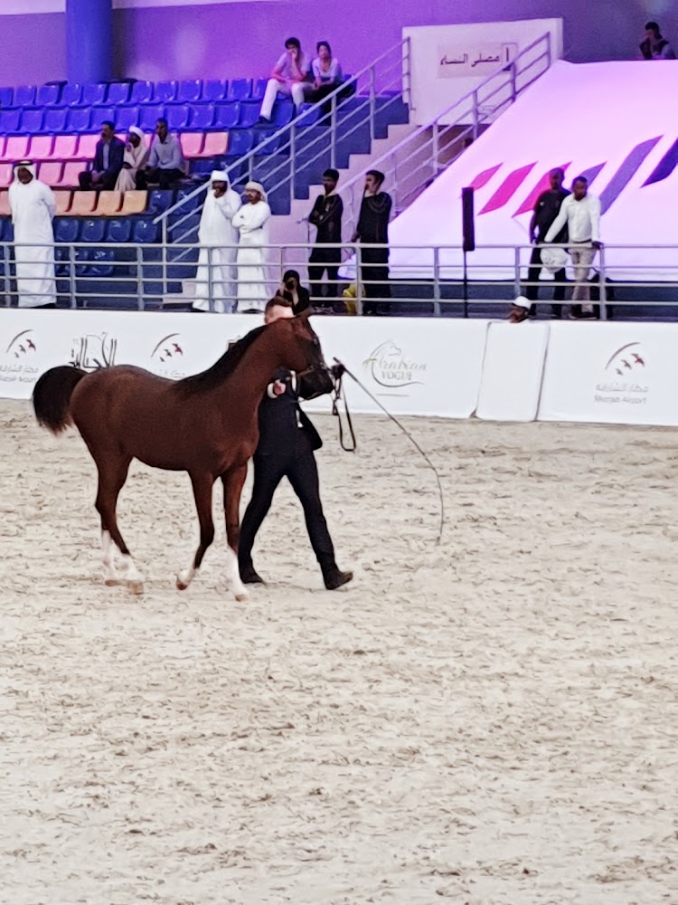 نادي الشارقة للفروسية والسباق photo 2
