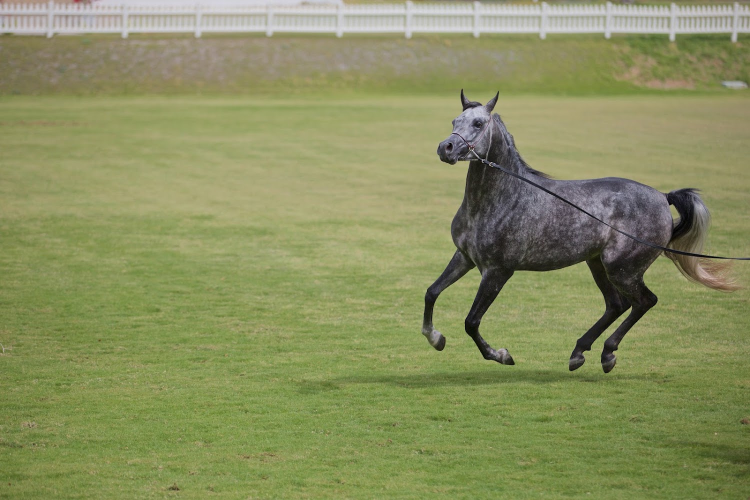 نادي الشارقة للفروسية والسباق photo 5