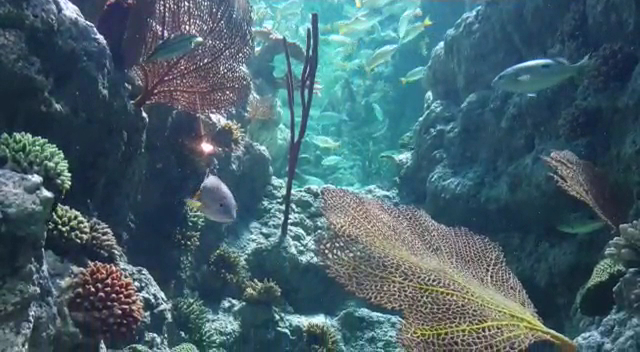 Sharjah Aquarium photo 3