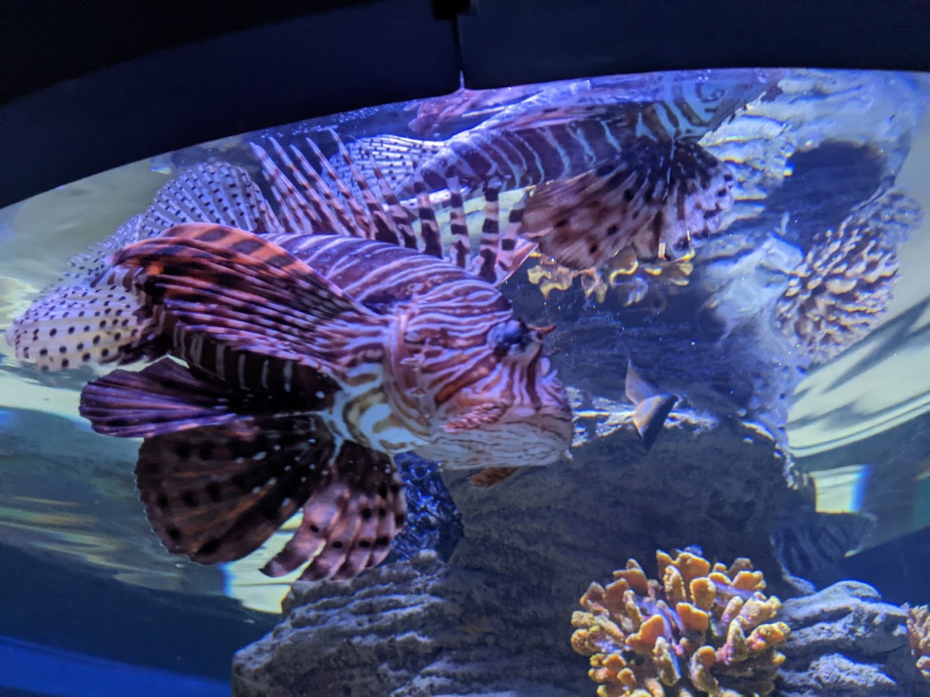Sharjah Aquarium photo 4