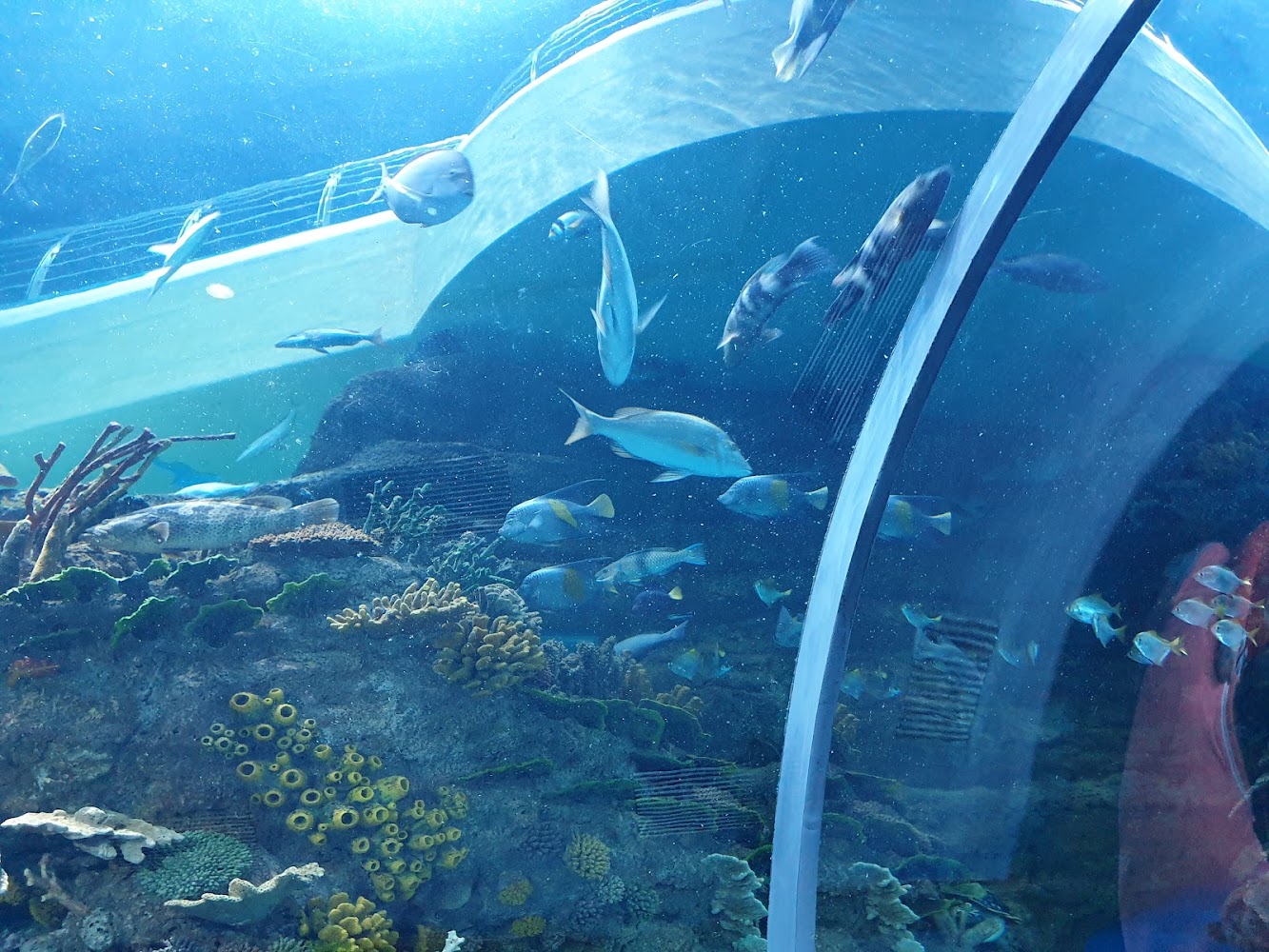 Sharjah Aquarium photo 5