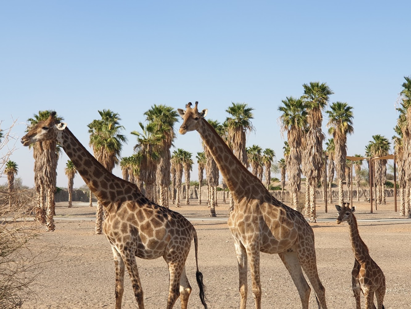 Sharjah Safari photo 2