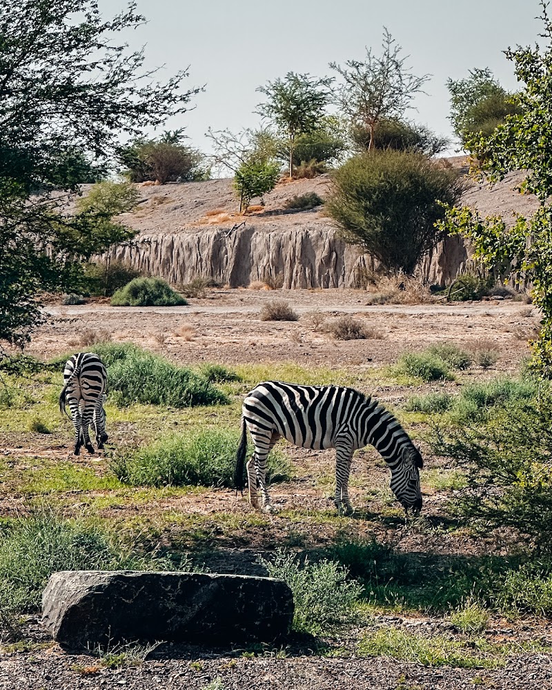 Sharjah Safari photo 5