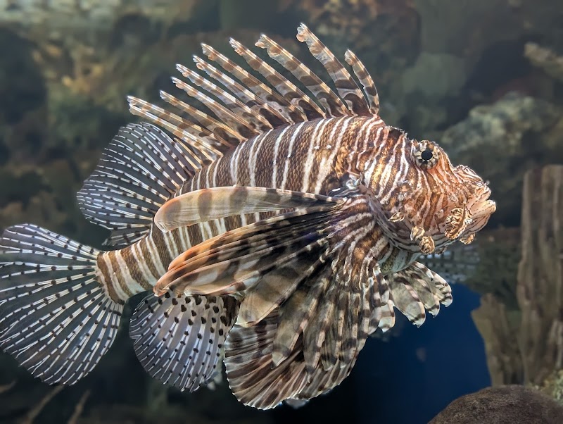Shark Reef Aquarium at Mandalay Bay photo 2