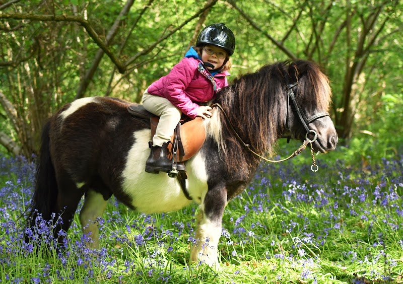 Shetland Pony Club