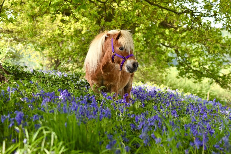 Shetland Pony Club photo 2