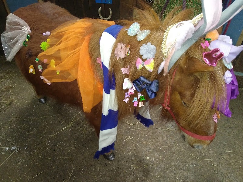 Shetland Shenanigans photo 3