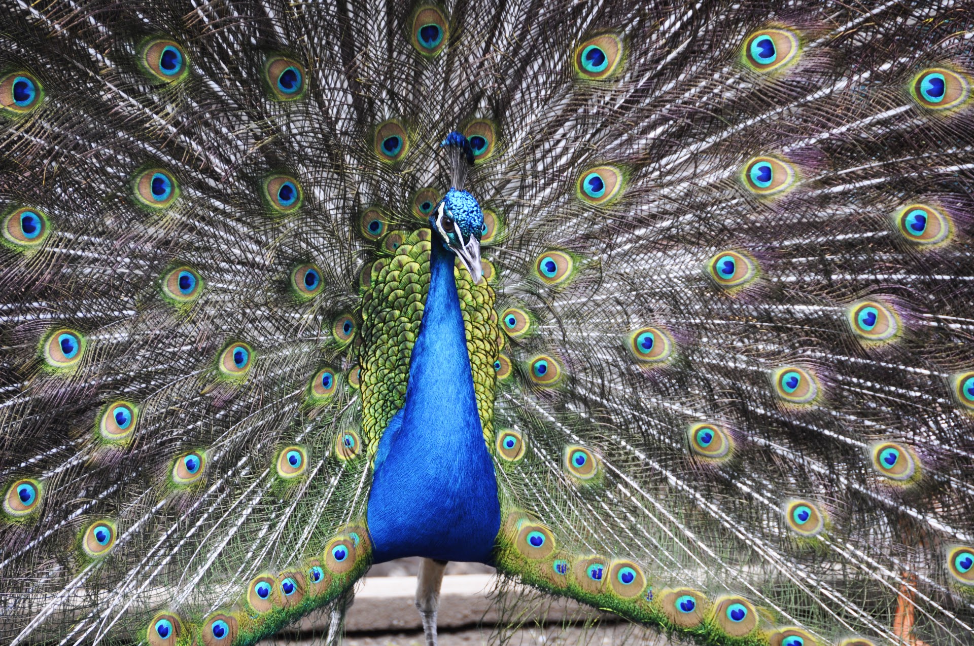 Shoalhaven Zoo photo 2