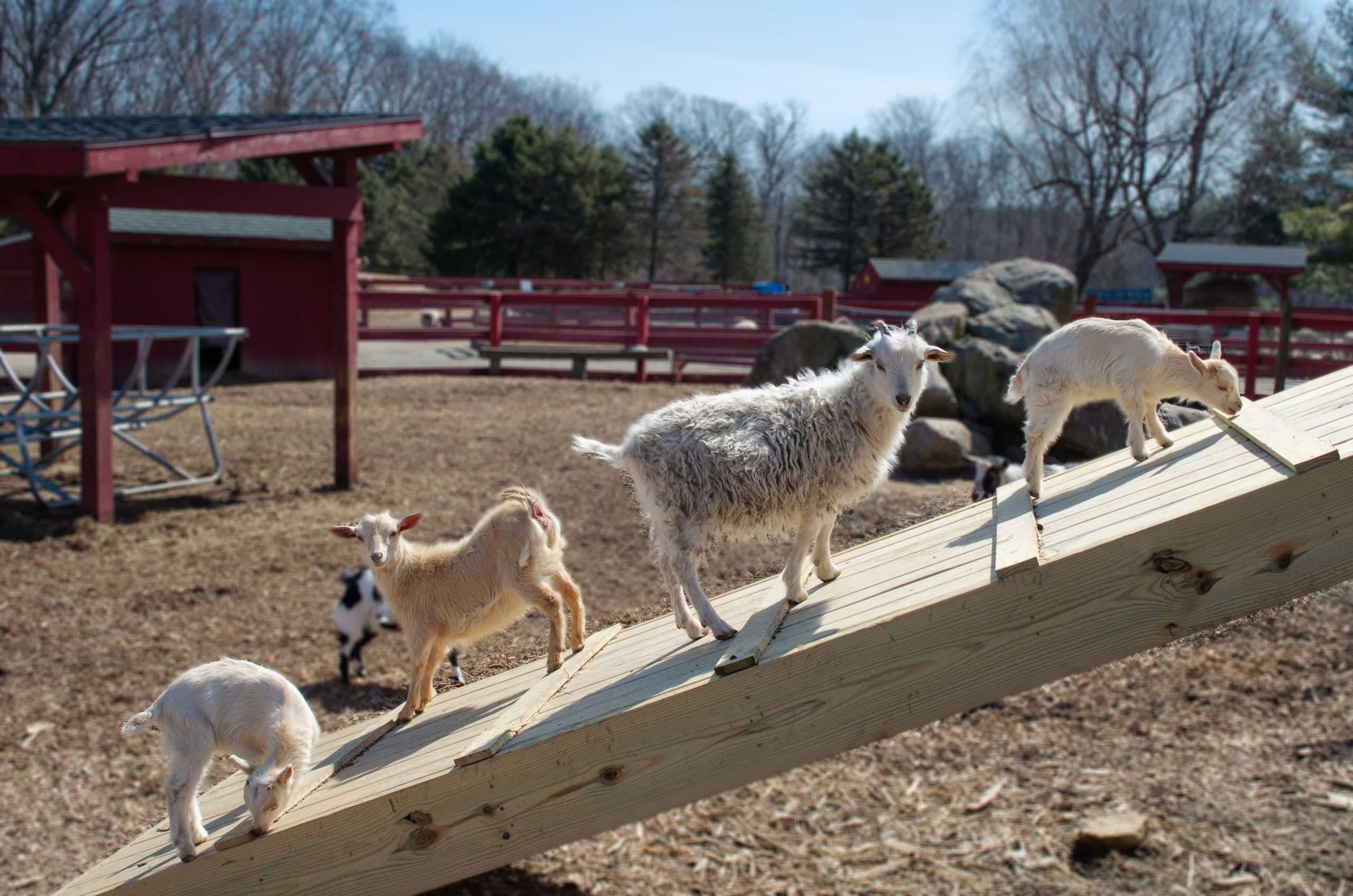 Silverman's Farm photo 3