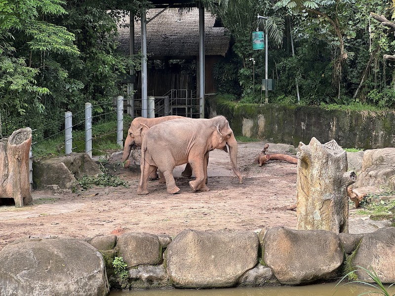 Singapore Zoo photo 2