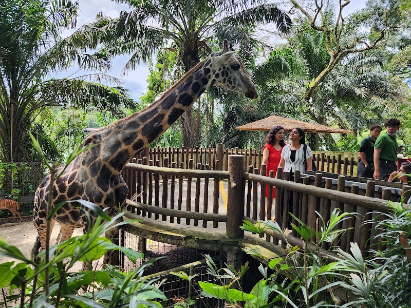 Singapore Zoo photo 3