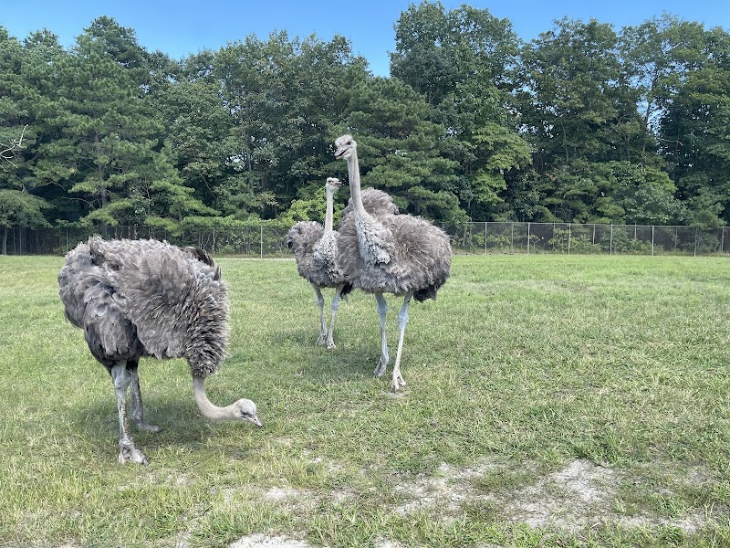 Six Flags Wild Safari photo 2