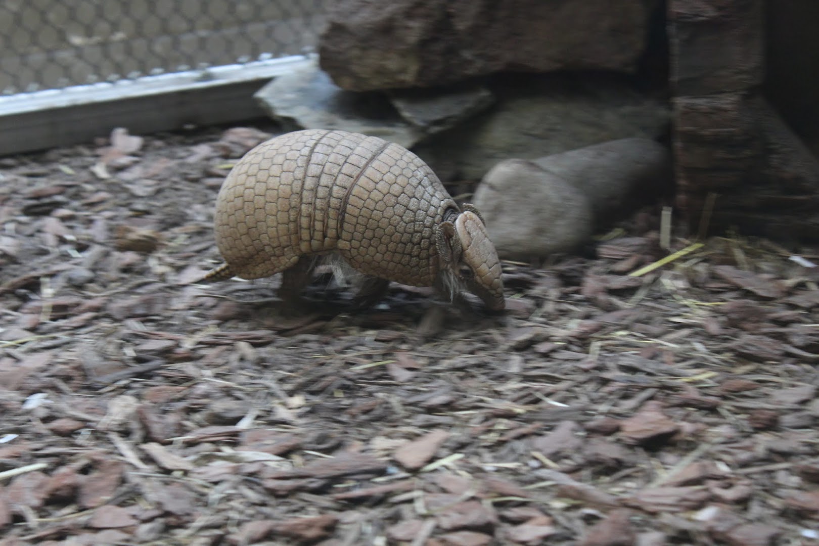 Small Mammal House