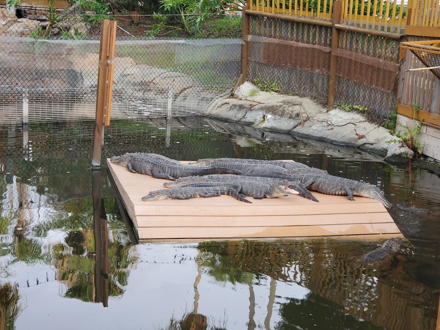 Smugglers Cove Adventure Golf photo 2