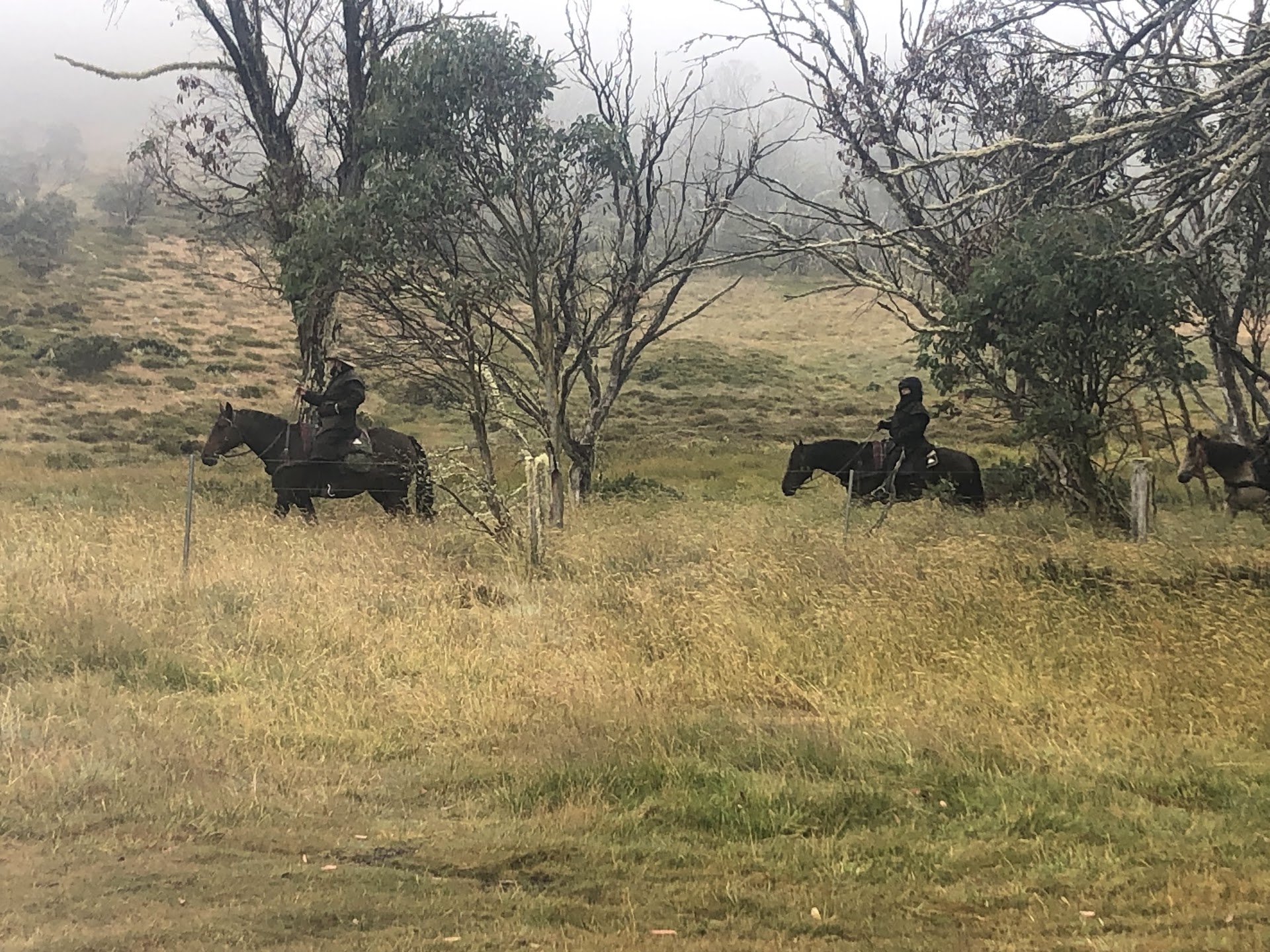Snowy Range Horseback Tours photo 2
