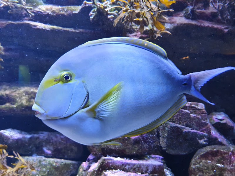 Solitary Islands Aquarium photo 2