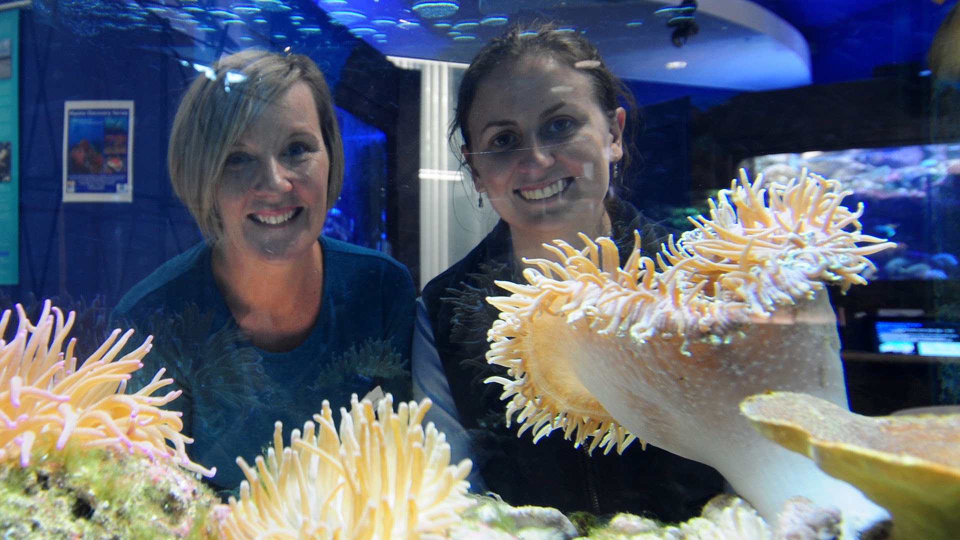 Solitary Islands Aquarium