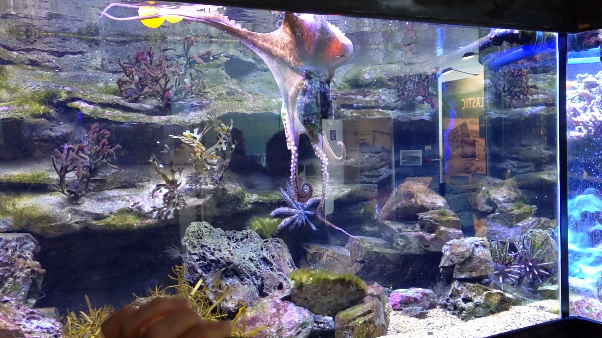 Solitary Islands Aquarium photo 2