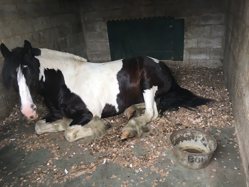 South Weylands Equestrian Centre photo 2