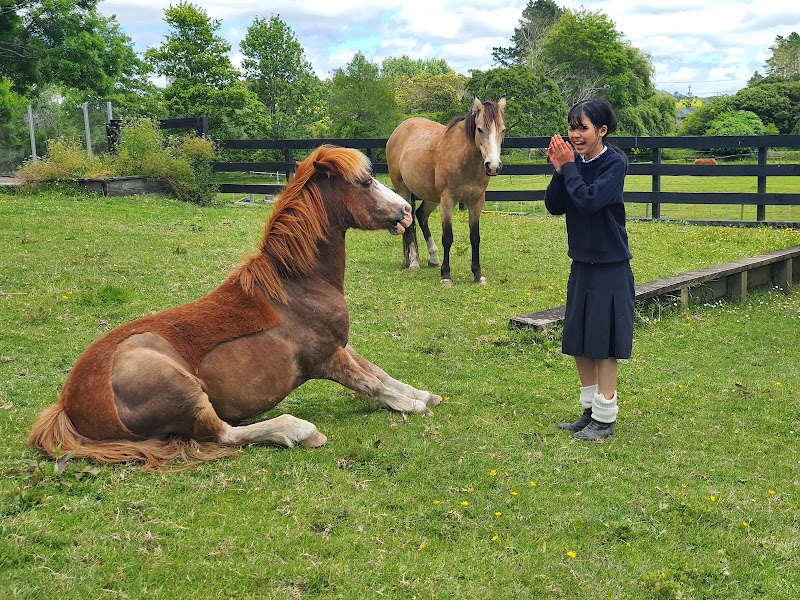 Southstar Equestrian