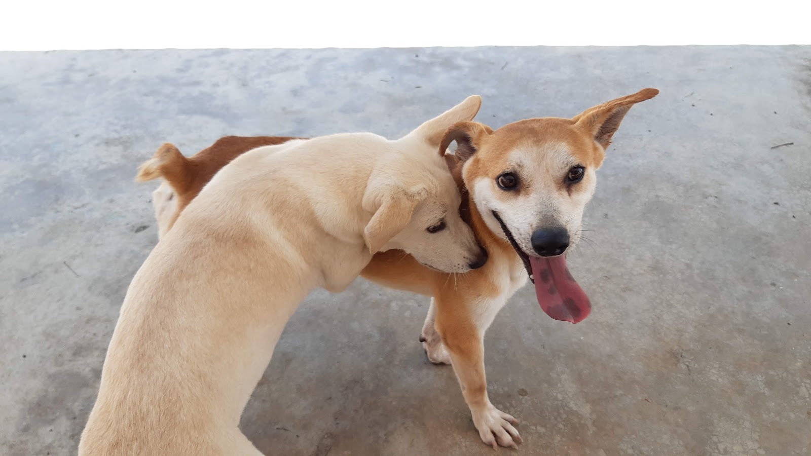 SPCA Penang photo 2