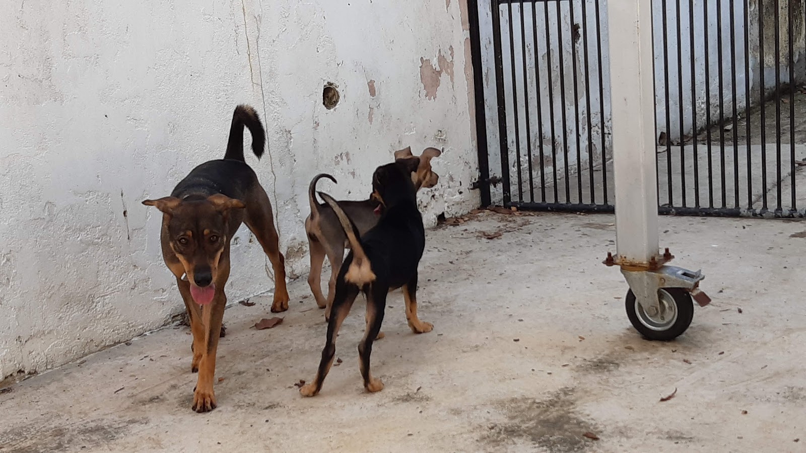 SPCA Penang photo 3