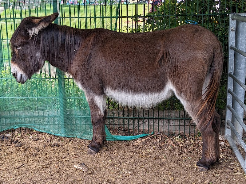 Spitalfields City Farm photo 2