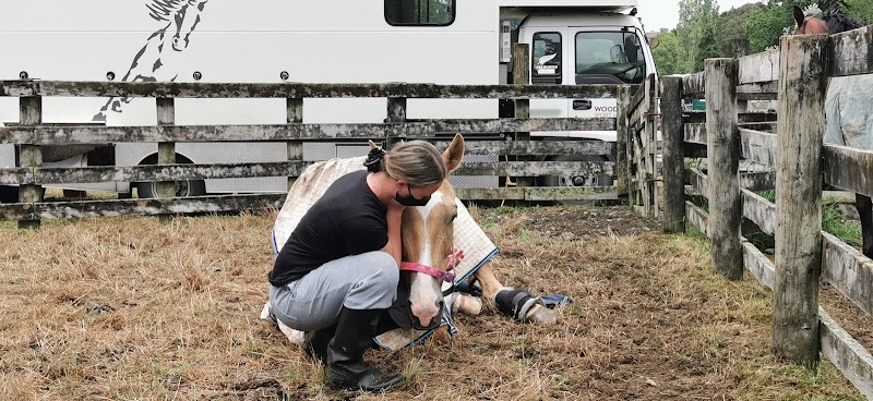 Springbush Equestrian photo 2