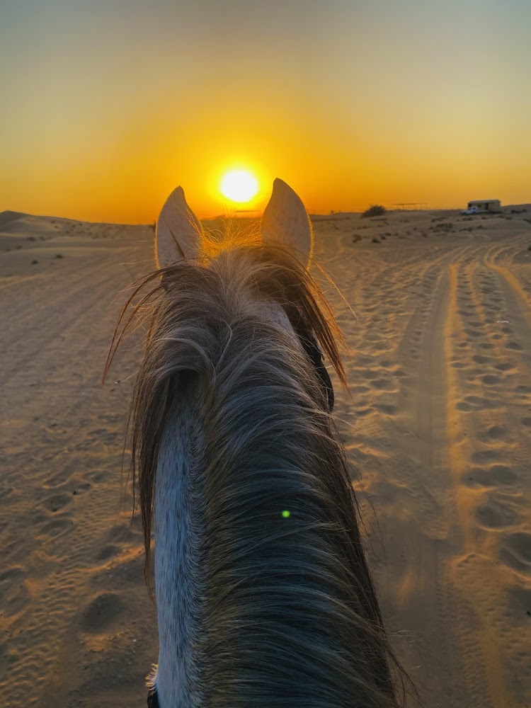 SQ7 EQUESTRIAN CENTER photo 5