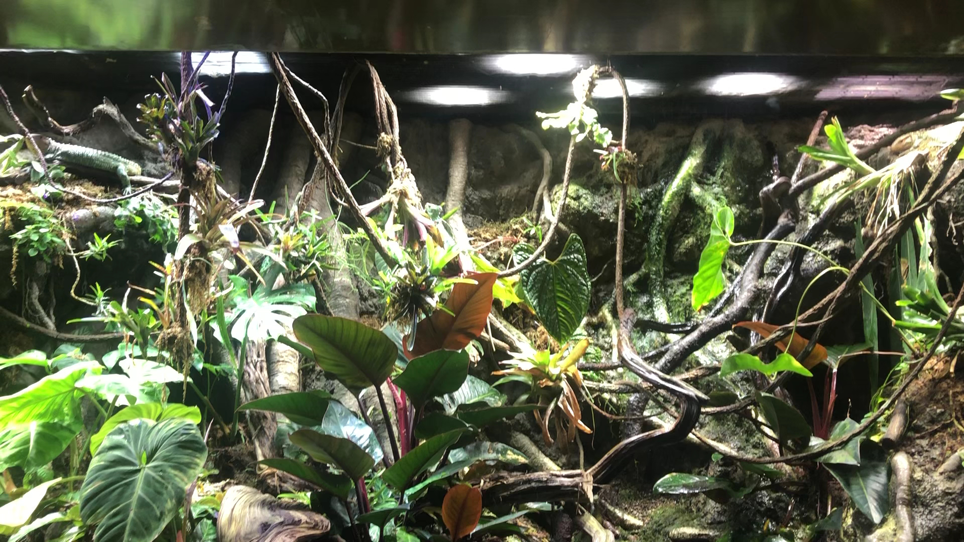 Steinhart Aquarium photo 2