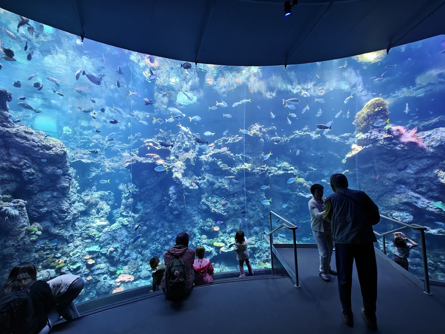 Steinhart Aquarium photo 3
