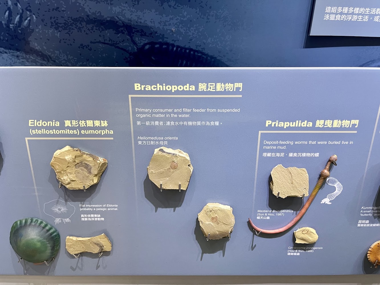 Stephen Hui Geological Museum, The University of Hong Kong photo 5