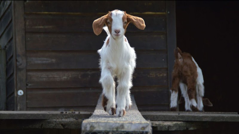 Photo of Stepney City Farm in Greater London