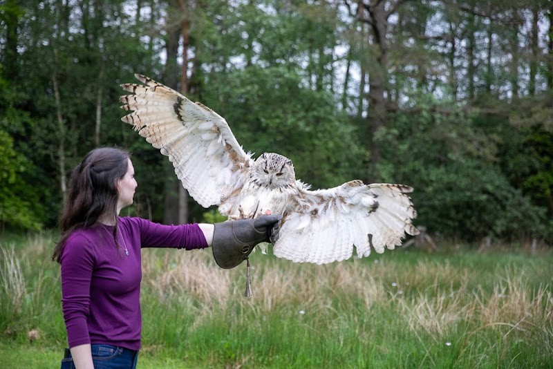 Strathblane Falconry