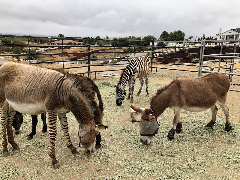 Sugarplum zoo