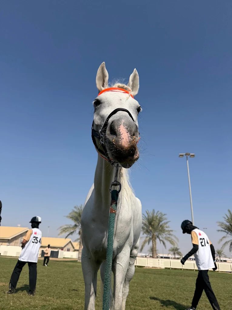 DXB Horse Riding photo 4
