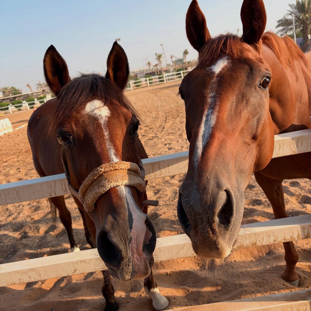 M11 Equestrian Club photo 4