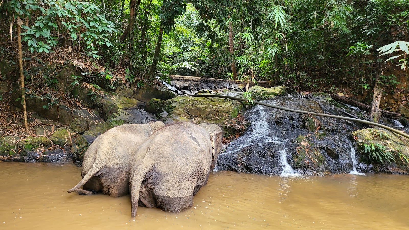 Sungai Deka Elephant Conservation Centre, Hulu Terengganu photo 3