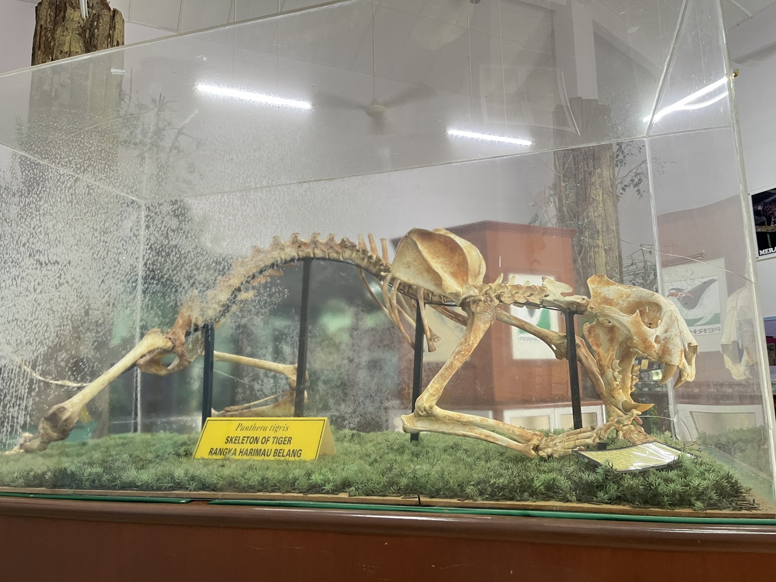 Sungkai Wildlife Conservation Centre photo 2