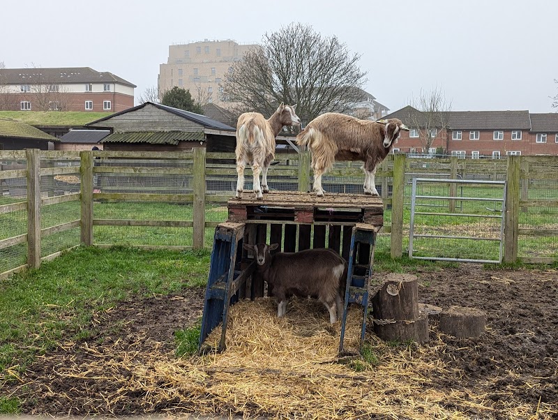 Surrey Docks Farm photo 3