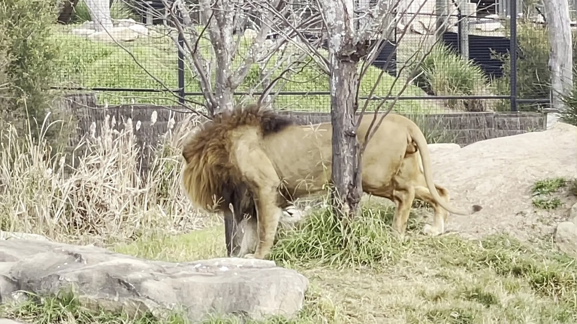 Sydney Zoo photo 2