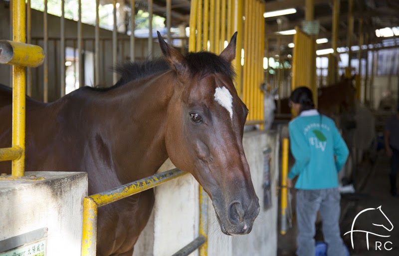 Tai Tong Riding Club photo 2