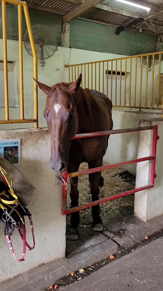 Tai Tong Riding Club photo 3